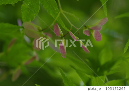 青空が広がる初夏の昼下がり、木陰では爽やかな風が吹いていた。思いっきり両手を広げて深呼吸。 103171265