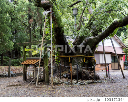【箕曲中松原神社】境内の大きなクスノキ 【箕曲中松原神社】境内の大きなクスノキ 103171344