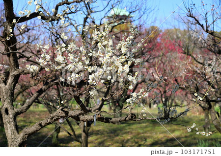 白梅の花 筋入茶咢 白梅の花 筋入茶咢 103171751
