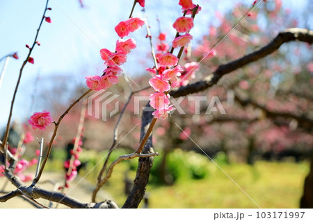 紅梅の花 八重唐梅 紅梅の花 八重唐梅 103171997