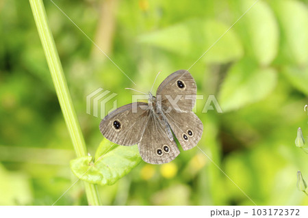 ヒメウラナミジャノメ ヒメウラナミジャノメ 103172372