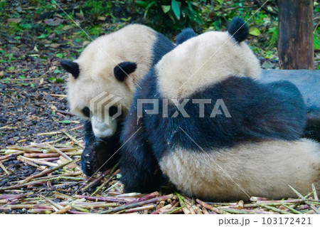 ジャイアントパンダ(中国-成都大熊猫繁育研究基地) 103172421