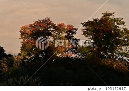 八上城からの雲海 八上城からの雲海 103172917