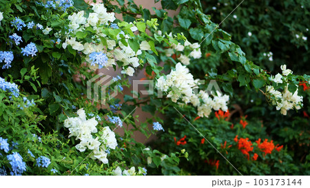 bougainvillea flowers, bush with beautiful pink flowers, bright juicy greens. summer hot day bougainvillea flowers, bush with beautiful pink flowers, bright juicy greens. summer hot day 103173144