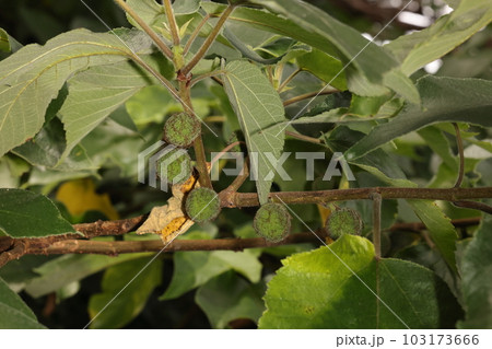 自然　植物　カジノキ、南方系の落葉高木。樹皮は和紙の原料になり果実は食べられるそうです 103173666