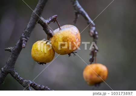 Iced apples on the branches during the autumn frost 103173897