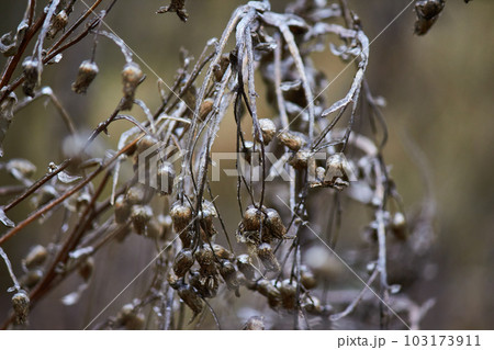 Freezing rain consequences 103173911