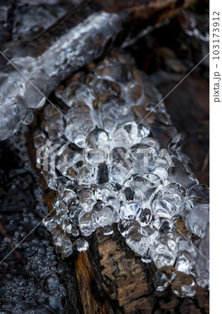 Pine-shaped ice growths at the stream in winter 103173912