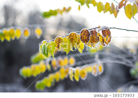 Color-rich yellow-green leaves covered with morning hoarfrost Color-rich yellow-green leaves covered with morning hoarfrost 103173933