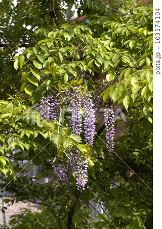 藤の花 103174104