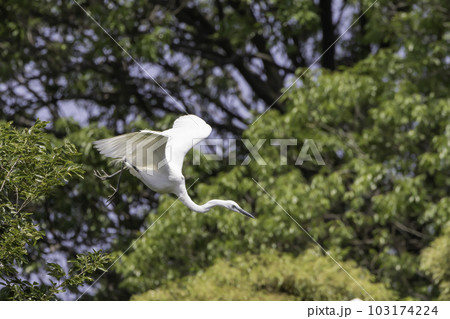 木の上に巣作りするシラサギ 103174224
