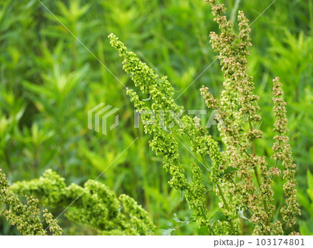 ギシギシ ギシギシ 103174801