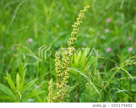 ギシギシ ギシギシ 103174802