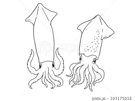 イカ 海の生物 スケッチ 線画 イカ 海の生物 スケッチ 線画 103175018