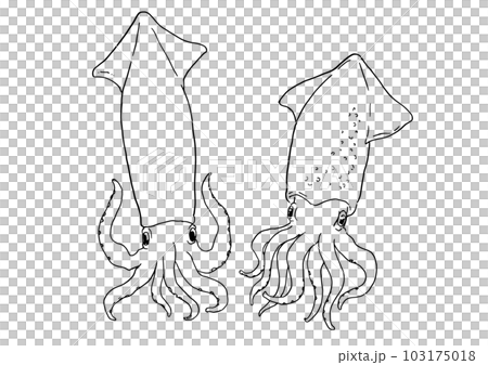 イカ 海の生物 スケッチ 線画 イカ 海の生物 スケッチ 線画 103175018