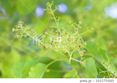 春のクスノキ 花 春のクスノキ 花 103175085