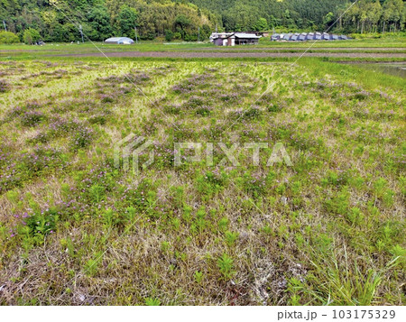耕作放棄地の風景 103175329