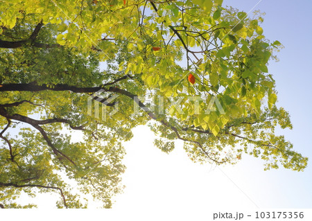 春のクスノキ　青空　太陽光 103175356