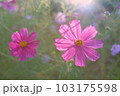 コスモス 103175598