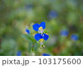 つゆくさ 103175600