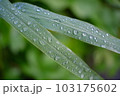 くさ露 103175602