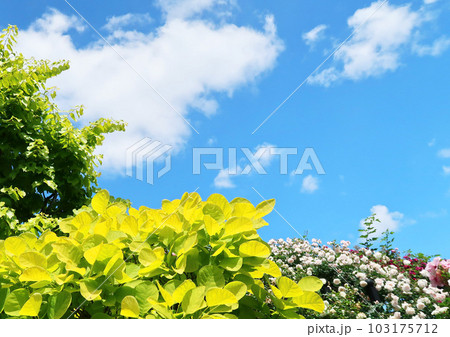 晴天のバラ園 103175712