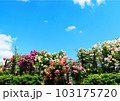 青空とバラ園 103175720