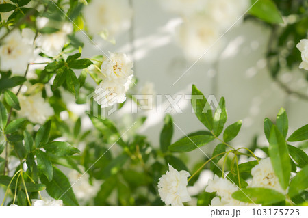 モッコウバラの写真 103175723