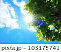 新緑を照らす太陽 103175741