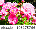 バラ園のピンクのバラ 103175766