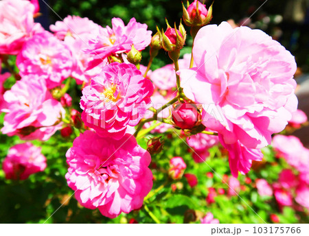 バラ園のピンクのバラ 103175766