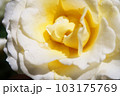 黄色いバラのアップ 103175769