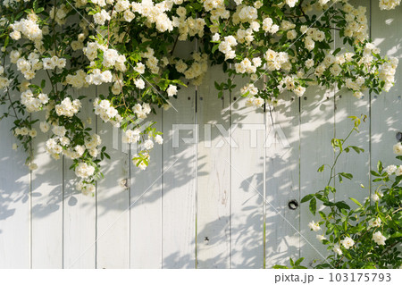 モッコウバラとフェンスの写真 モッコウバラとフェンスの写真 103175793