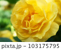 黄色いバラのアップ 103175795