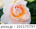 薄ピンクのバラのアップ 103175797
