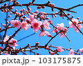 桜と青空 103175875