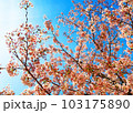 太陽の光を浴びる桜 103175890