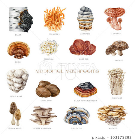 Medicinal mushrooms painted set. Watercolor illustration. Hand drawn medicinal fungus natural elements. Lions mane, chaga, reishi, cordyceps, maitake, turkey tail, oyster mushroom. White background Medicinal mushrooms painted set. Watercolor illustration. Hand drawn medicinal fungus natural elements. Lions mane, chaga, reishi, cordyceps, maitake, turkey tail, oyster mushroom. White background 103175892