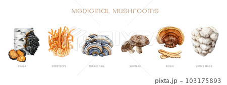 Medicinal mushroom painted set. Watercolor illustration. Hand drawn natural medicinal fungus element collection. Lions mane, chaga, reishi, cordyceps, turkey tail, shiitake mushroom. White background 103175893