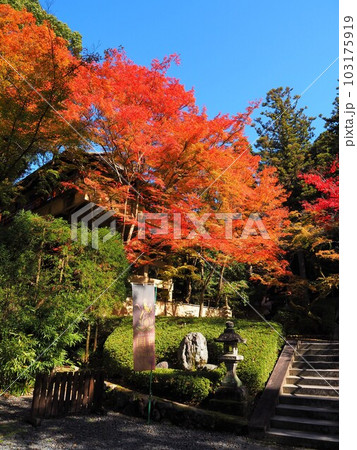 紅葉の今熊野観音寺参道 103175919