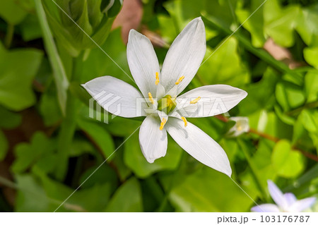 オオアマナ　大甘菜　スターオブベツレヘム 103176787