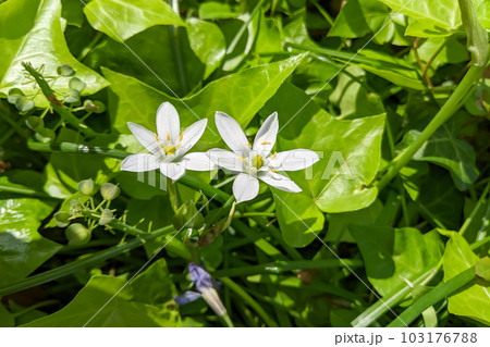 オオアマナ　大甘菜　スターオブベツレヘム 103176788