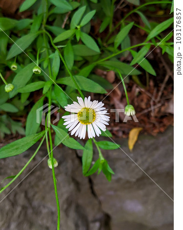 エリゲロン 源平小菊 ペラペラヨメナ エリゲロン 源平小菊 ペラペラヨメナ 103176857