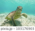 海亀 103176903