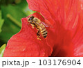 赤い花と蜜蜂 103176904