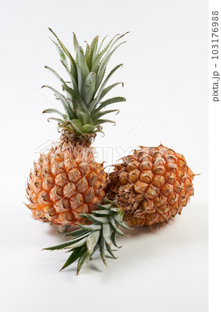 スナックパイン（ボゴール）の実を白背景で 103176988