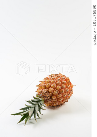 スナックパイン(ボゴール)の実を白背景で スナックパイン(ボゴール)の実を白背景で 103176990