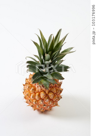 スナックパイン（ボゴール）の実を白背景で 103176996