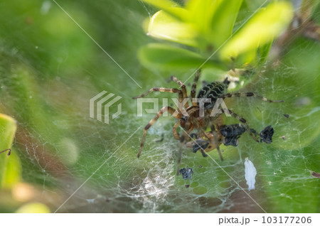 クサグモ クサグモ 103177206