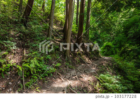 府民の森ほしだ園地　ハイキングコース　大阪府交野市 103177228